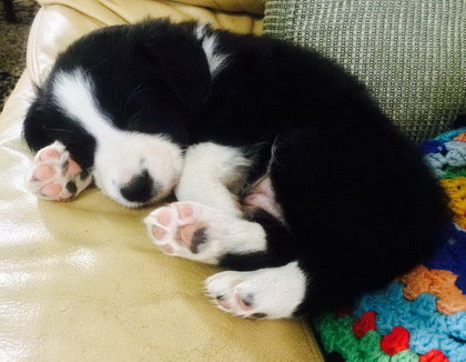 Border collie puppy cropped