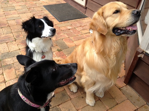 Happy dogs trio cropped