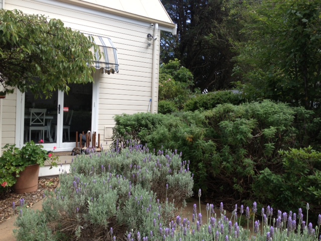 Lavender WG 20
