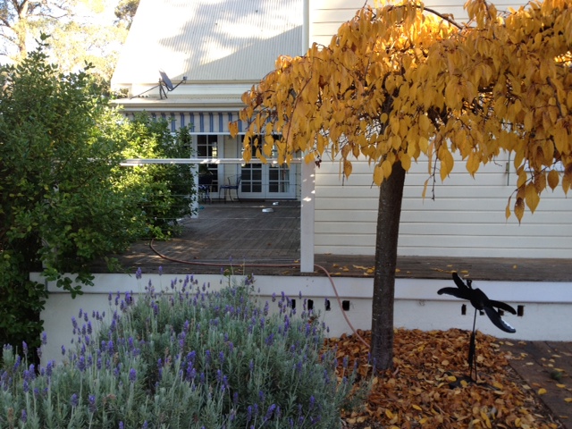 WG Autumn Cherry Tree and Lavender 270518