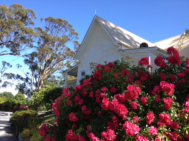 WG Carpet roses and painting of gable 031118